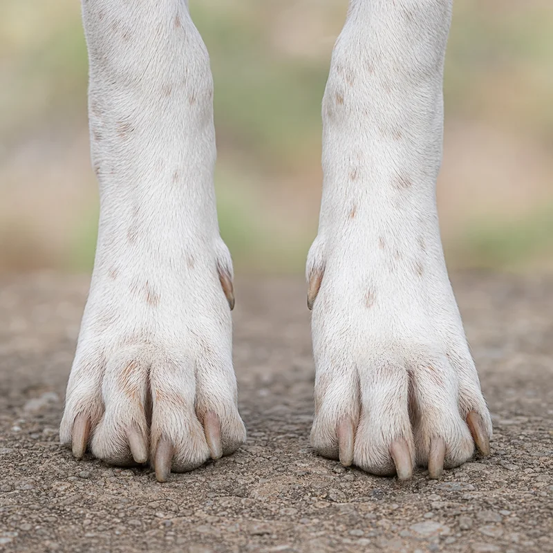 Istrian Shorthaired Hound — paws