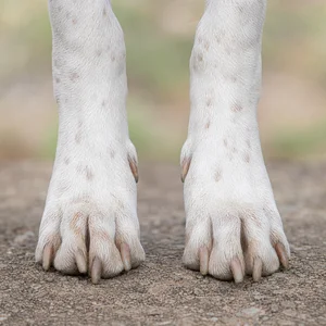 Istrian Shorthaired Hound — paws