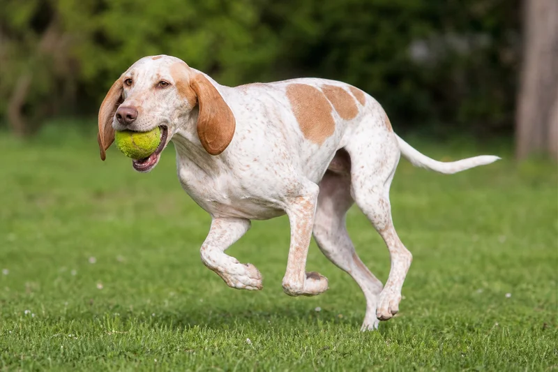 Istrian Shorthaired Hound — playing