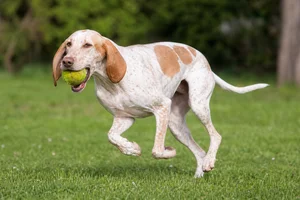 Istrian Shorthaired Hound — playing