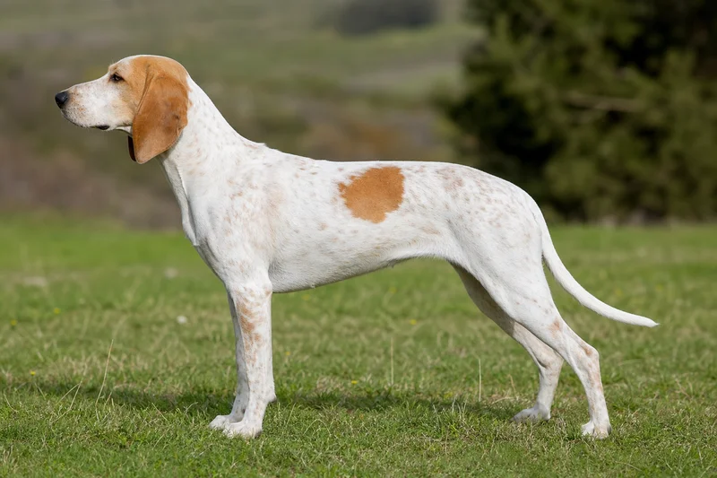 Istrian Shorthaired Hound — side