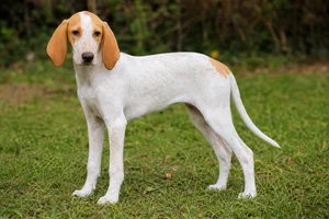 Istrian Shorthaired Hound — puppy (~4 mo)