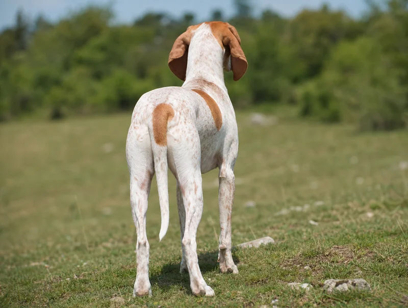 Istrian Shorthaired Hound — rear