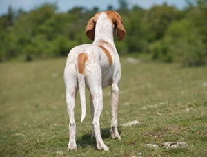 Istrian Shorthaired Hound — rear