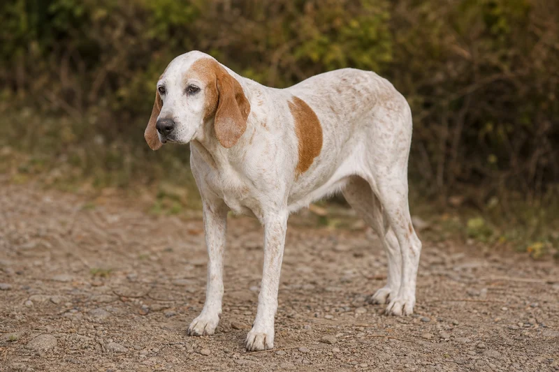 Istrian Shorthaired Hound — senior