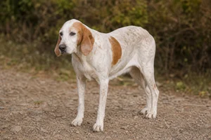 Istrian Shorthaired Hound — senior