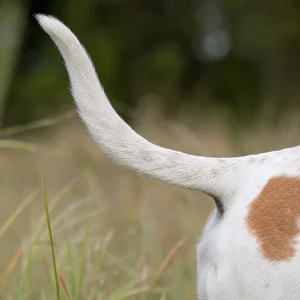 Istrian Shorthaired Hound — tail