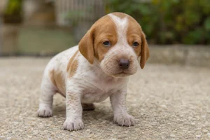 Istrian Shorthaired Hound — young puppy (~1 mo)