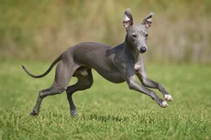 Italian Greyhound — running