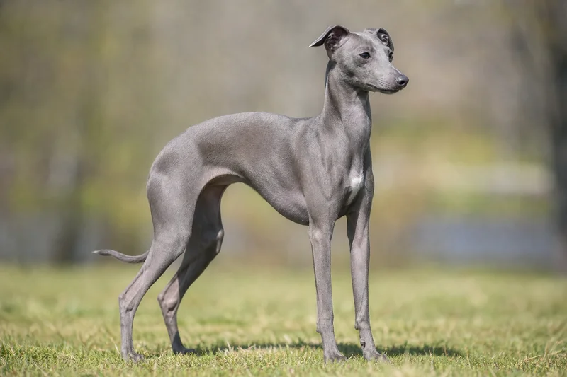 Italian Greyhound — adult