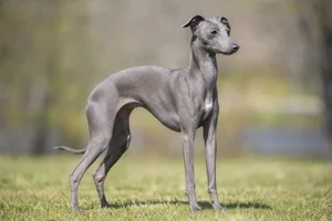 Italian Greyhound — adult