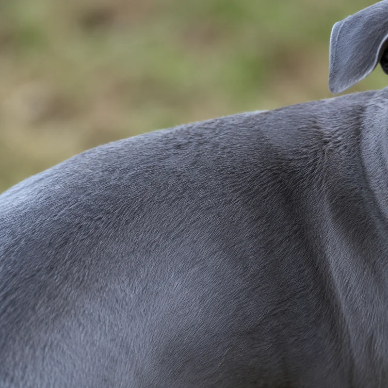 Italian Greyhound — coat texture