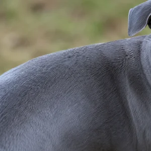 Italian Greyhound — coat texture