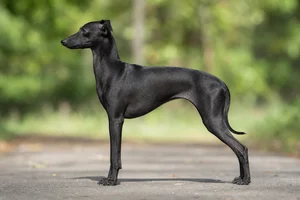 Italian Greyhound — Black coat