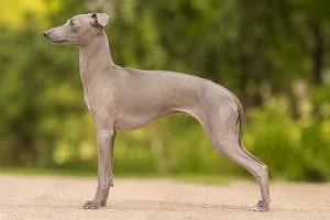 Italian Greyhound — Blue Fawn coat