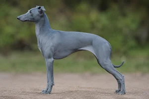 Italian Greyhound — Blue coat