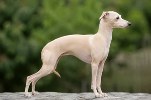 Italian Greyhound — Cream coat