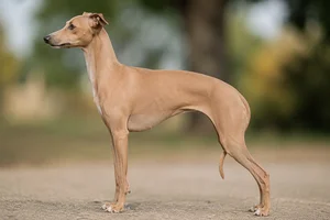Italian Greyhound — Fawn coat
