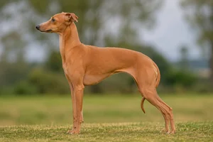Italian Greyhound — Red Fawn coat