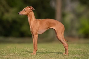Italian Greyhound — Red coat