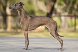 Italian Greyhound — Sable coat