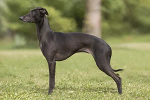 Italian Greyhound — Seal coat
