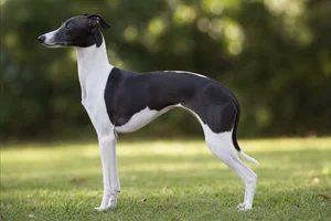 Italian Greyhound — White & Black coat