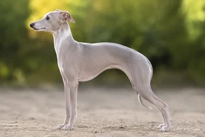 Italian Greyhound — White & Blue Fawn coat
