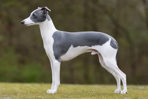 Italian Greyhound — White & Blue coat