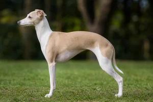 Italian Greyhound — White & Fawn coat