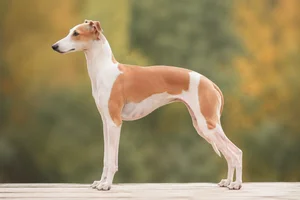 Italian Greyhound — White & Red Fawn coat