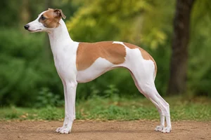 Italian Greyhound — White & Red coat
