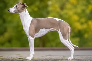 Italian Greyhound — White & Sable coat
