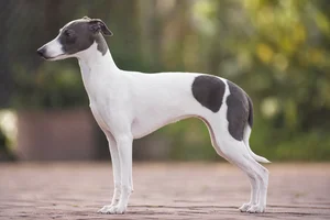 Italian Greyhound — White & Seal coat