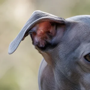 Italian Greyhound — ears