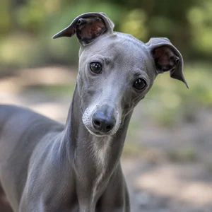 Italian Greyhound — alert