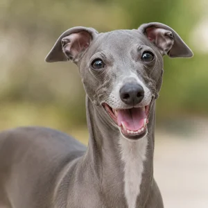 Italian Greyhound — happy