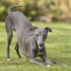 Italian Greyhound — playful