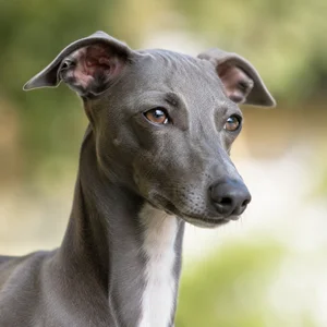 Italian Greyhound — relaxed