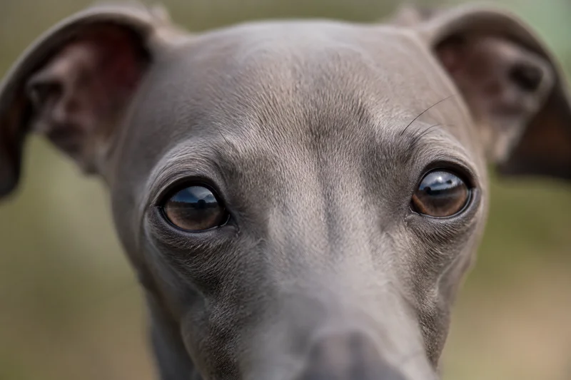 Italian Greyhound — eyes