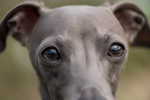 Italian Greyhound — eyes