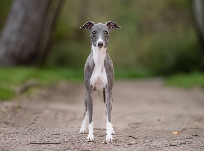 Italian Greyhound front view