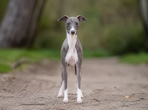 Italian Greyhound breed photo