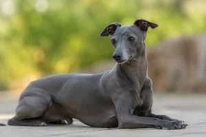 Italian Greyhound — lying down
