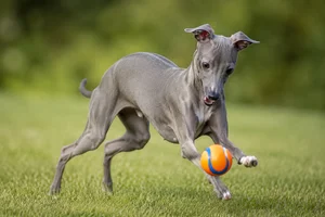 Italian Greyhound — playing