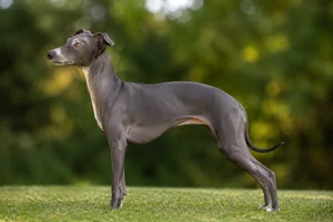 Italian Greyhound dog