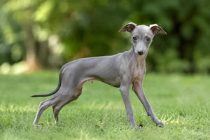 Italian Greyhound — puppy (~4 mo)