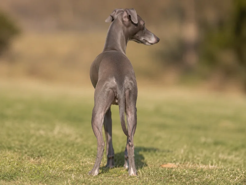 Italian Greyhound — rear