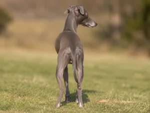 Italian Greyhound — rear