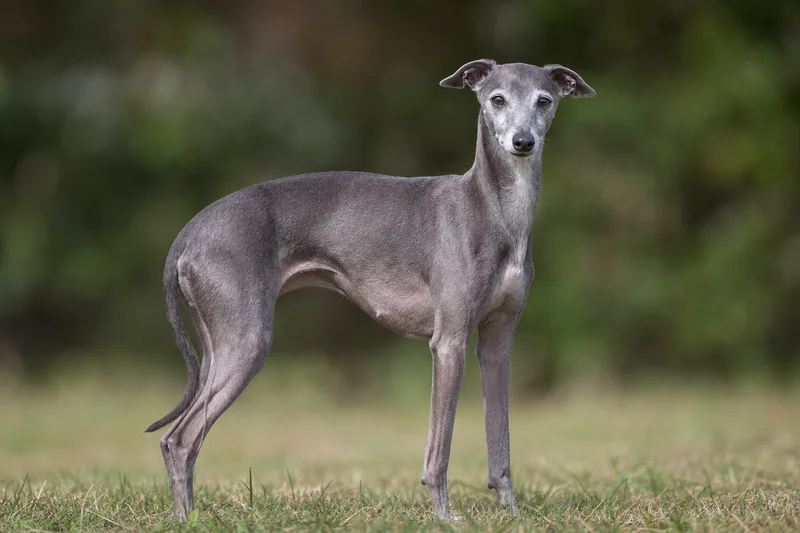 Italian Greyhound — senior